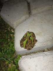 Ceratophrys calcarata