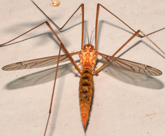 Nephrotoma cingulata