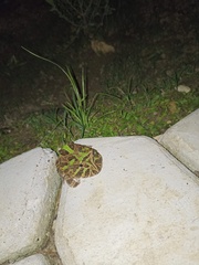 Ceratophrys calcarata