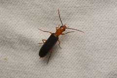 Oedemeridae