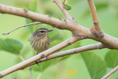 Setophaga palmarum palmarum