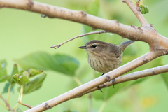 Setophaga palmarum palmarum