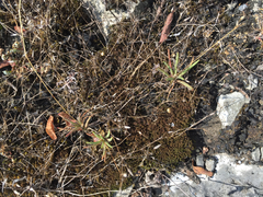 Phemeranthus calcaricus