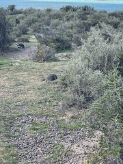 Eudromia elegans