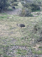 Eudromia elegans