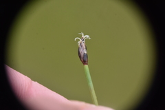 Eleocharis quinqueflora