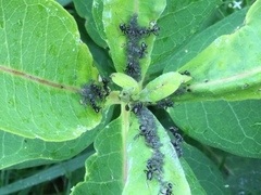 Aphis asclepiadis