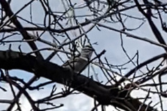 Spizella passerina passerina