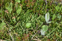 Diphasiastrum alpinum