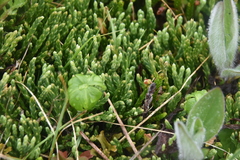 Diphasiastrum alpinum
