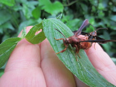 Vitacea polistiformis