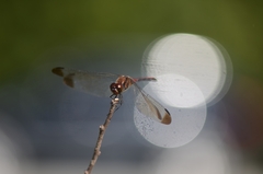 Sympetrum infuscatum