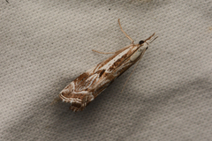 Catoptria