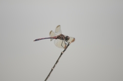 Sympetrum infuscatum