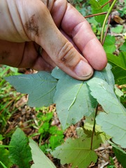 Parallelia bistriaris