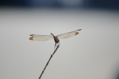 Sympetrum infuscatum