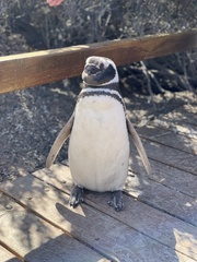 Spheniscus magellanicus