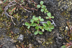 Salix stolonifera