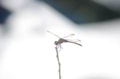 Sympetrum infuscatum