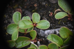 Salix stolonifera