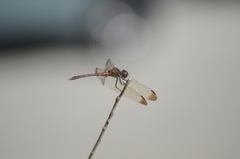 Sympetrum infuscatum