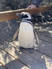 Spheniscus magellanicus