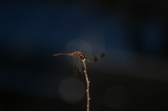 Sympetrum infuscatum