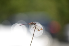 Sympetrum infuscatum