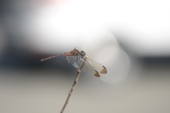Sympetrum infuscatum