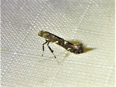 Caloptilia triadicae
