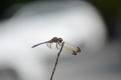 Sympetrum infuscatum