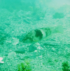 Notolabrus tetricus