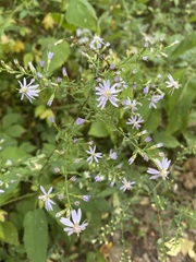 Symphyotrichum shortii