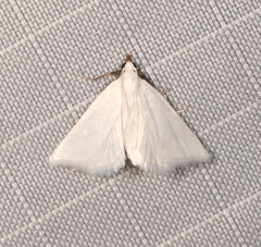 Leptosteges vestaliella