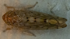 Osbornellus