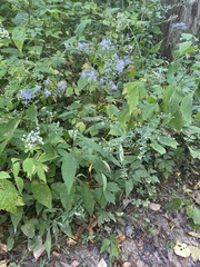 Symphyotrichum shortii