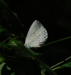 Celastrina