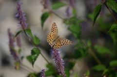Argynnis laodice