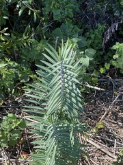 Euphorbia lathyris