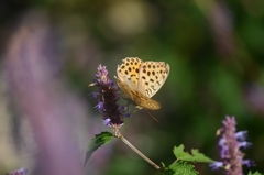 Argynnis laodice