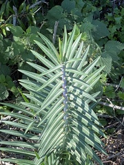 Euphorbia lathyris