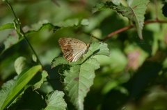 Argynnis laodice