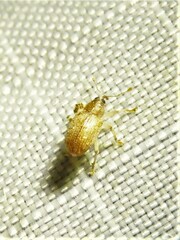 Lignyodes helvolus