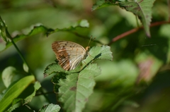 Argynnis laodice