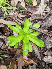 Solenogyne dominii