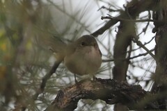 Malurus