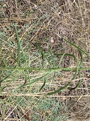 Asclepias fascicularis
