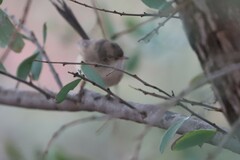 Malurus