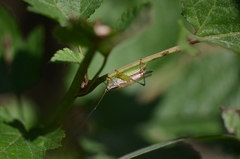 Conocephalus exemptus