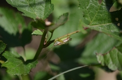 Conocephalus exemptus